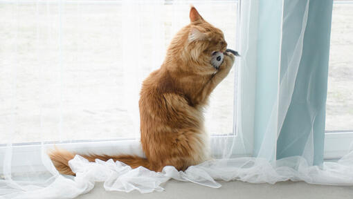 Les meilleurs modèles de jouets pour chats âgés