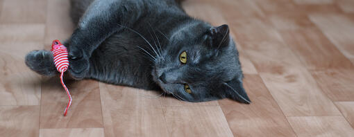 Les meilleurs modèles de jouets pour chats âgés