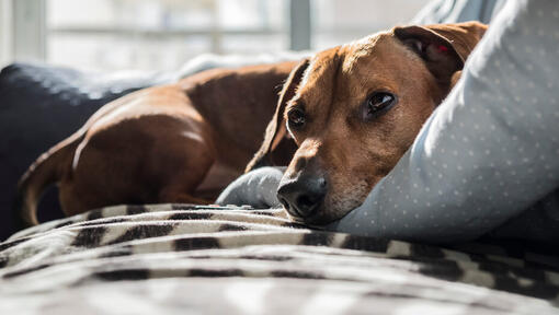 Kunnen honden verkouden zijn of de griep krijgen?