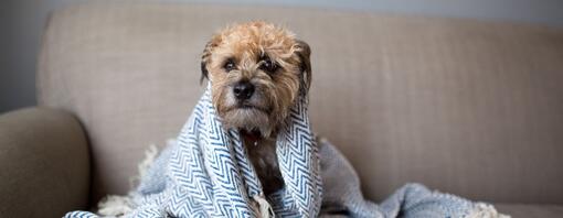 Kunnen honden verkouden zijn of de griep krijgen?