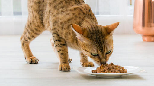 Gebitsverzorging bij katten