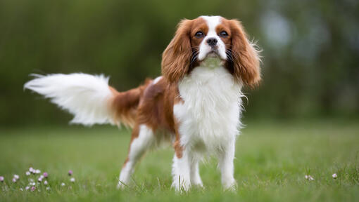 Cavalier King Charles Spaniel sur le terrain