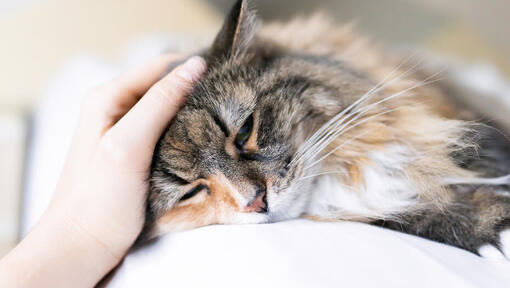 Hoe tonen katten genegenheid?