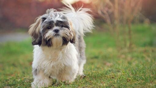 Chien shih tzu debout à côté de pins