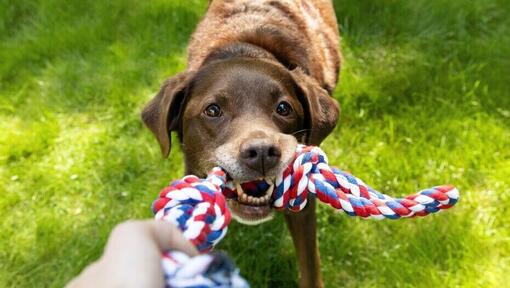 Stimulerend speelgoed voor oudere honden