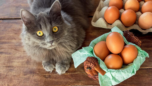 Een kat omringd door eieren