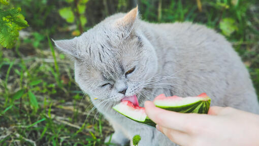 Een kat eet een watermeloen