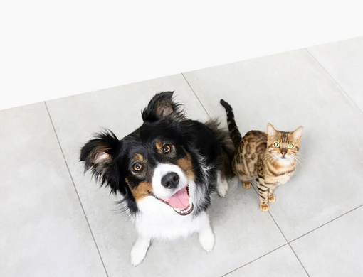 Photo du site Purina, montrant un chat et un chien assis côte à côte, regardant joyeusement vers le haut.