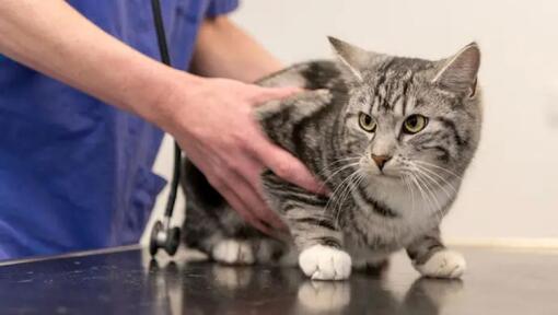 Chat touché par le vet