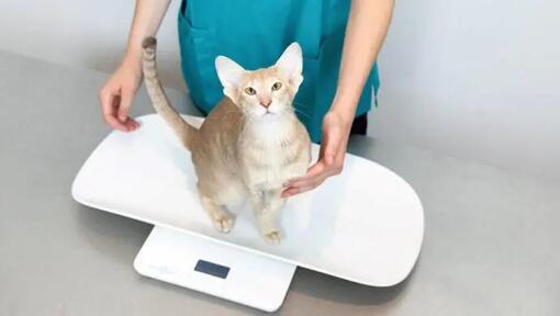 chat sur une balance