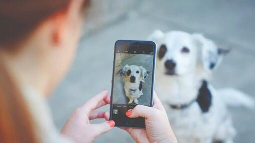 Un homme tient un téléphone portable devant un chien