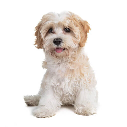 Cavapoo sur fond blanc regardant caméra