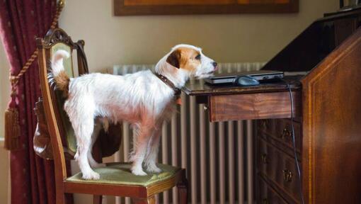 Parson Russell Terrier op een stoel