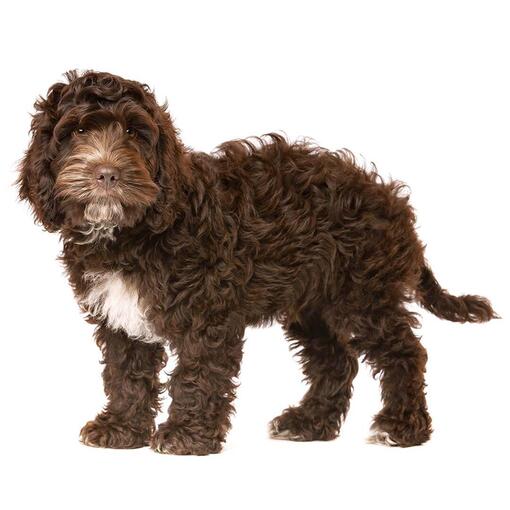 zwarte hond op witte achtergrond