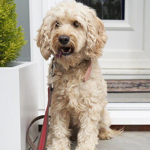 witte Cockapoo in een huis