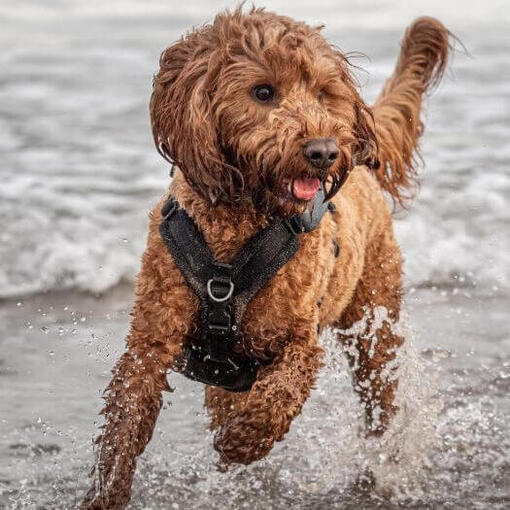 Cockapoo aan het spelen op het strand