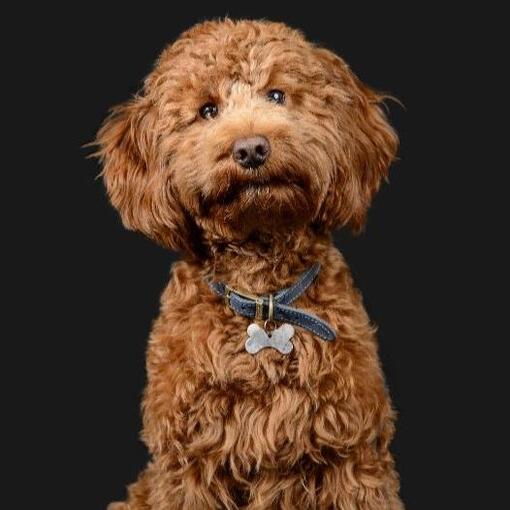 bruine Cockapoo op zwarte achtergrond