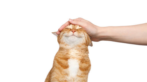 Lachende kat