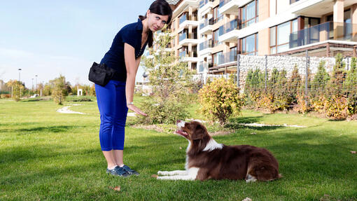 Dresseur enseignant à un chien