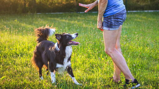 Le chien tourne sur lui-même