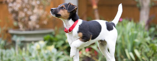 chiot joyeux dehors sur l'herbe