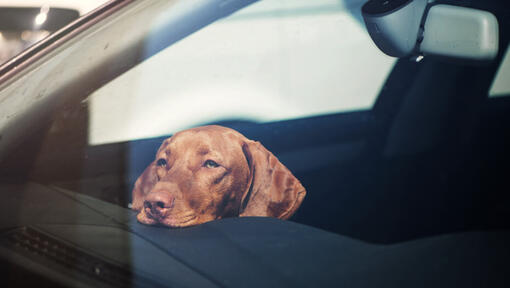 Le Vizsla repose sa tête sur le tableau de bord