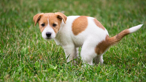 Le chiot Jack Russell fait caca sur l'herbe