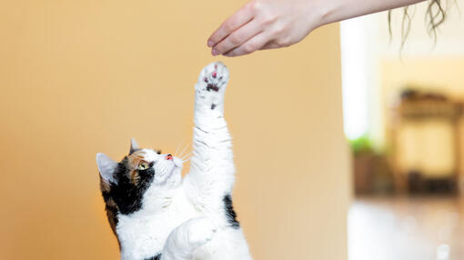 Chat cherchant de la nourriture