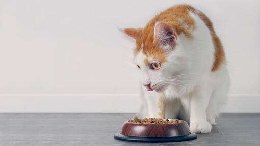 Chat mangeant dans un bol