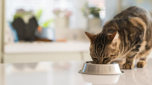 Chat qui mange