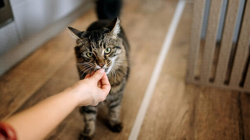 Les chats peuvent-ils manger des fraises ?