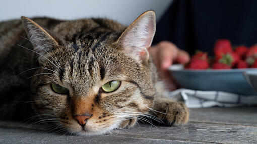 Les chats peuvent-ils manger des fraises ?