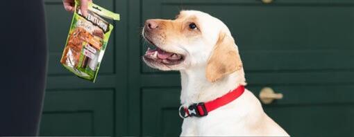 10 friandises saines pour dresser son chien