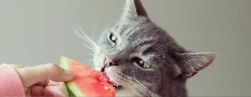 Chat qui mange une pastèque