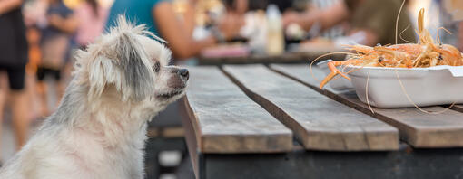Les chiens peuvent-ils manger des crevettes ?