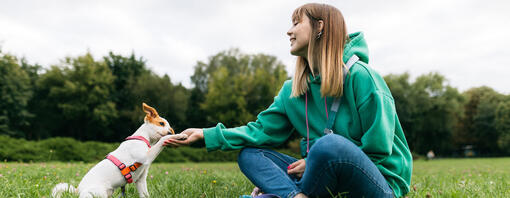 Chien qui donne la patte