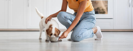 Découvrez les meilleures croquettes pour chiens de Purina