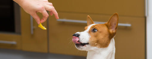Chien qui goûte du citron