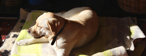 Chien couché au soleil