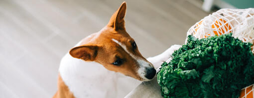 Quels légumes les chiens peuvent-ils manger ?