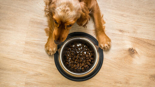 Découvrez les meilleures croquettes pour chiens de Purina