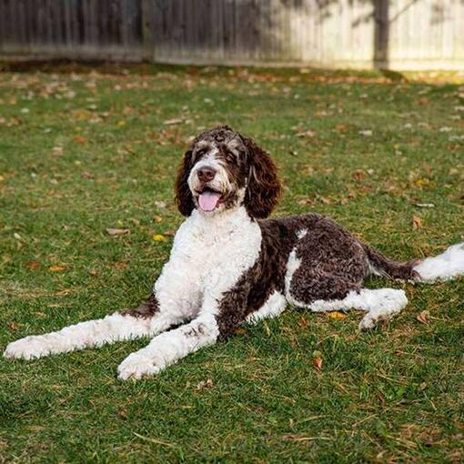 bernedoodle liggend in het gras
