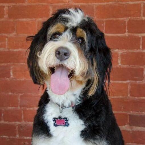 bernedoodle voor een muur