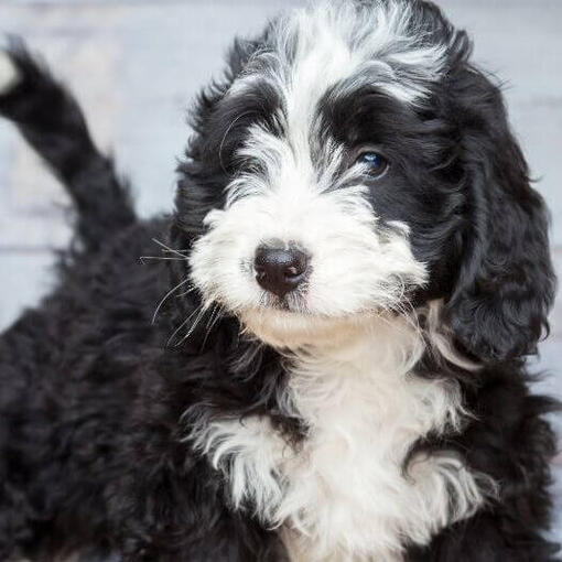 zwart-witte bernedoodle
