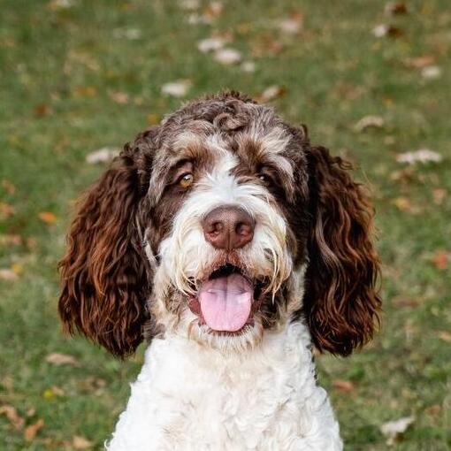 bernedoodle steekt zijn tong uit