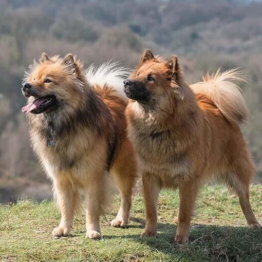 Eurasier staand op gras