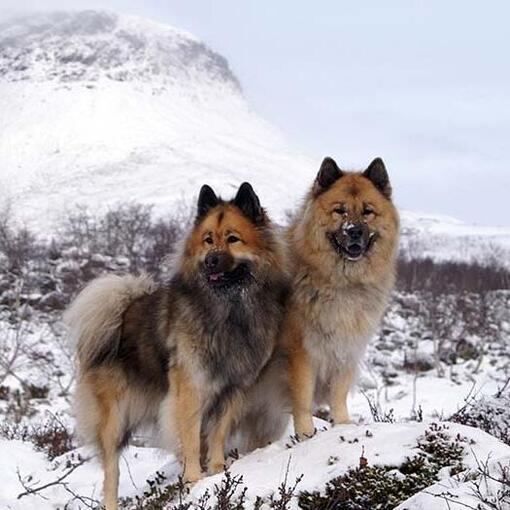 Eurasier voor een berg