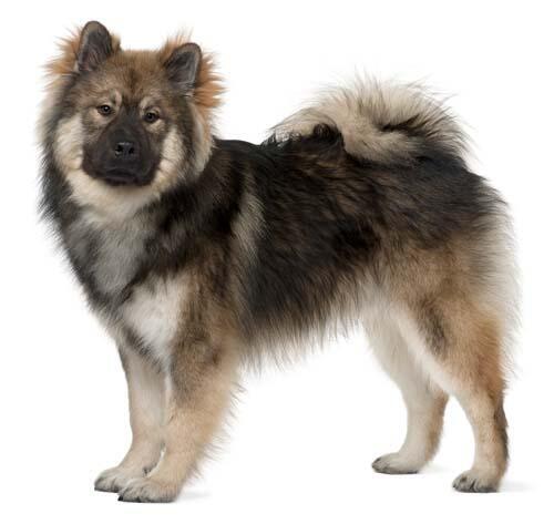Eurasier brun sur fond blanc