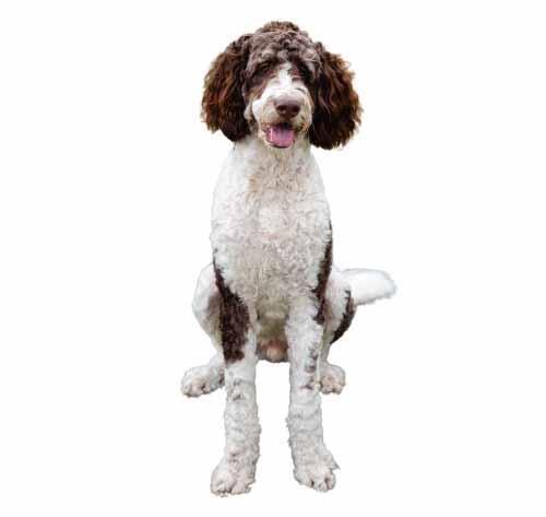 bruine bernedoodle op witte achtergrond