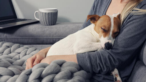 Jack Russell endormi dans les bras de son propriétaire